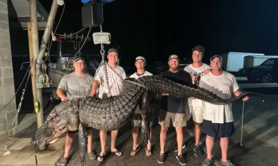 Taylor Douglas with friends and crew caught the alligator, weighing over 500 pounds