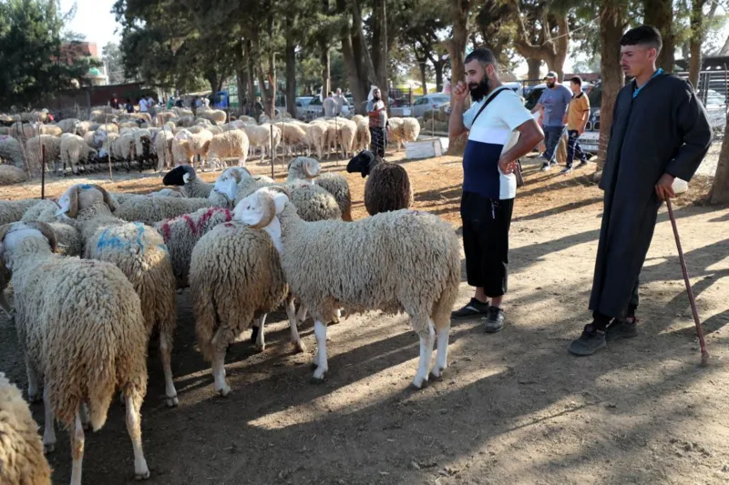 Getty Images Sheep at a livestock market