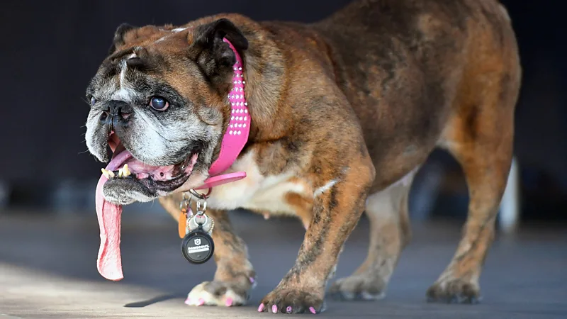 Getty Images Ugly animals often have exaggerated features that are also found in human babies which scientists believe trigger some of our protective instincts (Credit: Getty Images)