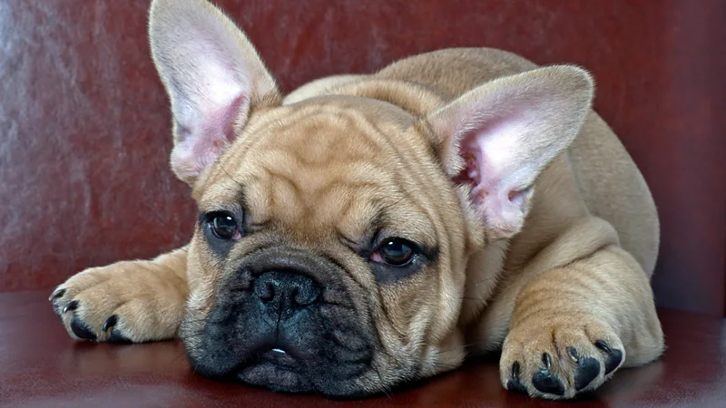 Alamy French bulldogs are now the most popular breed in the US but they can suffer from a range of health problems (Credit: Alamy)