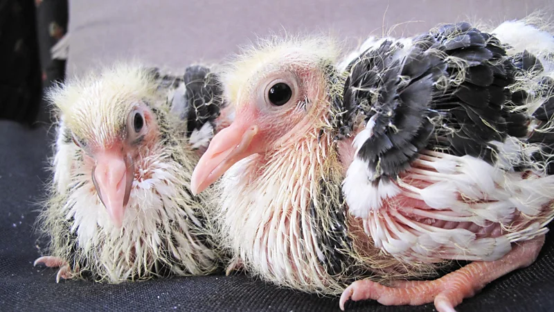 Paul Themis Pigeons are devoted parents – the mother and father provide round-the-clock care for their babies, and even feed them with a kind of milk (Credit: Paul Themis)