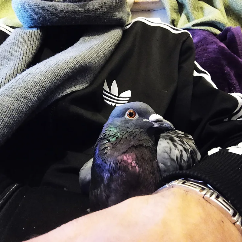 Paul Themis Feral pigeons can be extremely affectionate towards humans, and form strong bonds with the people that care for them (Credit: Paul Themis)