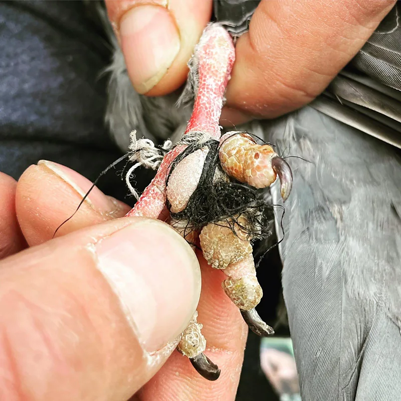 Paul Themis Pigeons are unable to remove threads or human hairs from their own feet, and tangles can easily escalate to deadly or debilitating proportions (Credit: Paul Themis)