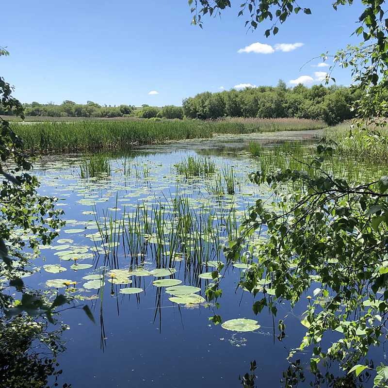 South West Heritage Trust Shapwick Heath covers more than 500 hectares at the heart of the Avalon Marshes (Credit: South West Heritage Trust)