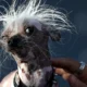 A Chinese Crested dog named Rascal at the World's Ugliest Dog Contest (Credit: Getty Images)