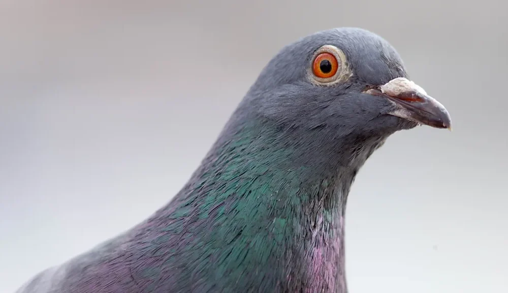 Getty Images A close up of a feral pigeon in London (Credit: Getty Images)