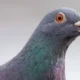 Getty Images A close up of a feral pigeon in London (Credit: Getty Images)