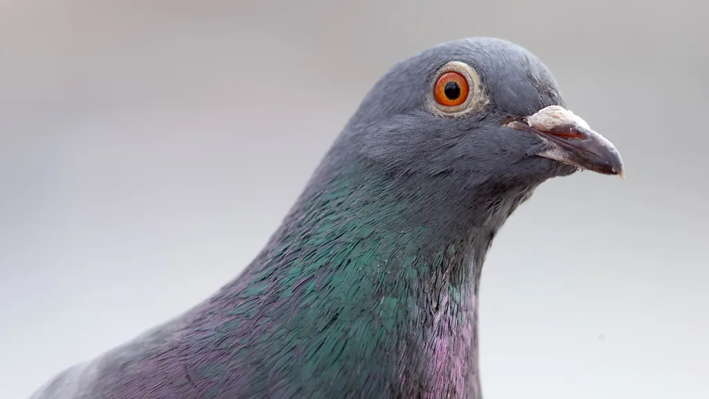 Getty Images A close up of a feral pigeon in London (Credit: Getty Images)